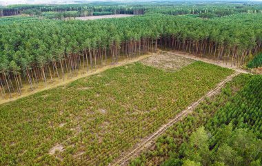 Ormanların tahrip görüntüsü yüksek. Orman manzarası yukarıdan boş görünüyor..