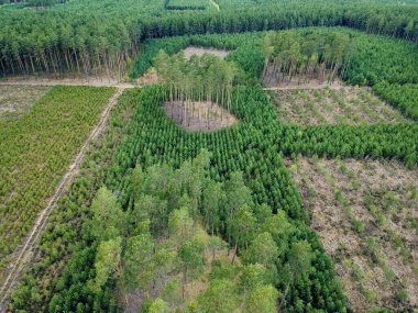 Ormanların tahrip görüntüsü yüksek. Orman manzarası yukarıdan boş görünüyor..