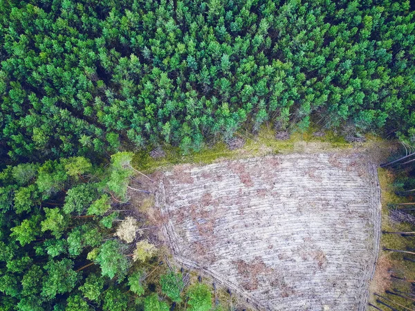 Tytu Widok Wylesiania Wysokości Pusta Część Widoku Lasu Wysokości Obrazek Stockowy
