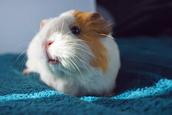 A small white Guinea pig. Comfort with Pets.