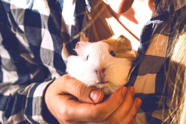 Sahibi bir Gine domuzu besliyor. Güzel Gine domuzu.