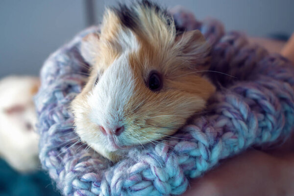 A small white Guinea pig. Comfort with Pets.