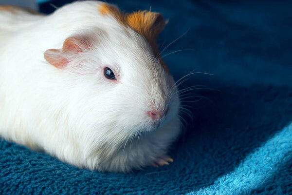 A small white Guinea pig. Comfort with Pets.