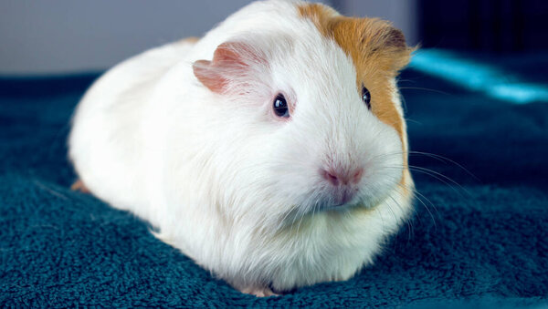A small white Guinea pig. Comfort with Pets.
