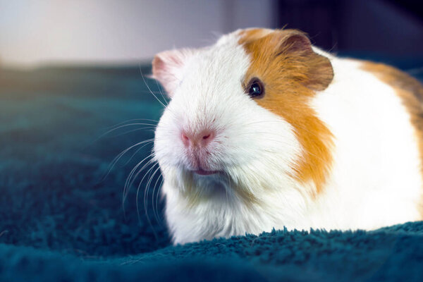 A small white Guinea pig. Comfort with Pets.