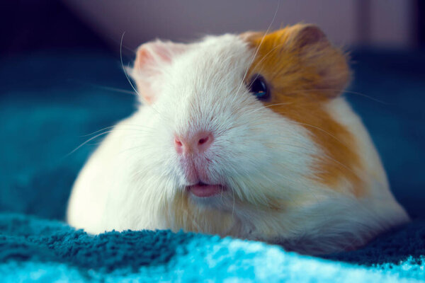 A small white Guinea pig. Comfort with Pets.