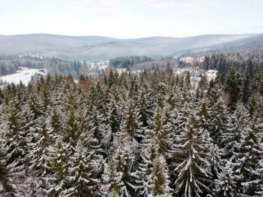 Karla kaplı Noel ağaçları yüksekten görünüyor.