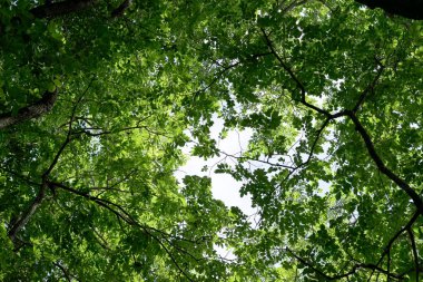 Gökyüzü arkaplanına karşı yeşil ağaçlar 