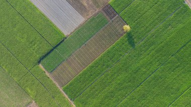 Tayland 'da çiftçi bölgesinde mısır tarlası, hava fotoğrafı, güzellik.