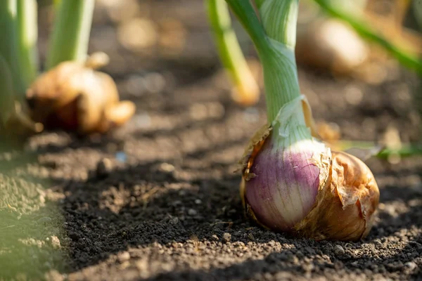 Planta cebolletas que crecen en temporada. En el fértil a — Foto de Stock