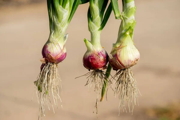 Planta cebolletas que crecen en temporada. En el fértil a — Foto de Stock