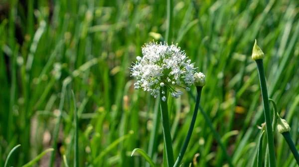 Las flores de la cebolla son todavía brotes y se pueden utilizar para cocinar — Foto de Stock