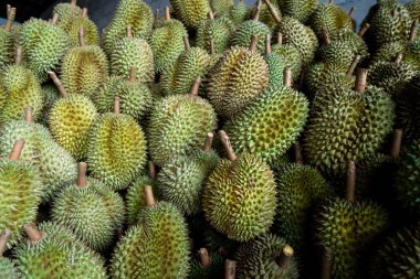 Mevsimlik Durian, Çin 'e ihraç edilmek üzere tüccarlara satılıyor..