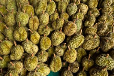 Mevsimlik Durian, Çin 'e ihraç edilmek üzere tüccarlara satılıyor..