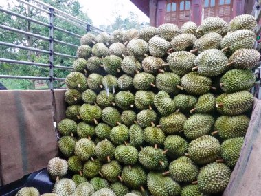Mevsimlik Durian, Çin 'e ihraç edilmek üzere tüccarlara satılıyor..