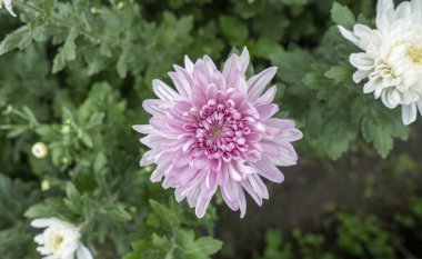 Bahçede yetişen pembe çiçekli kasımpatı. Satılık ve satılık. 