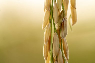 Tayland çiftçilerinin yakın plan pirinç tarlası hasat etmeye hazır..