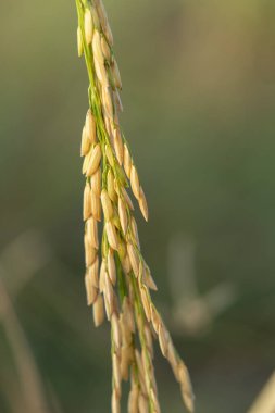 Tayland çiftçilerinin yakın plan pirinç tarlası hasat etmeye hazır..