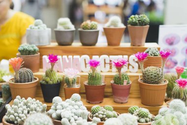 Masanın üzerinde renkli çiçekler ve kaktüsler