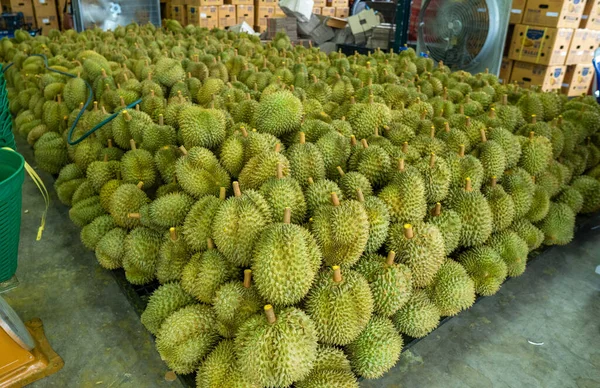 Mevsimlik Durian, Çin 'e ihraç edilmek üzere tüccarlara satılıyor..