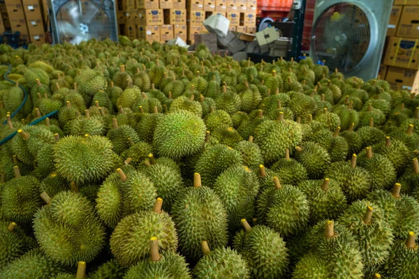 Mevsimlik Durian, Çin 'e ihraç edilmek üzere tüccarlara satılıyor..