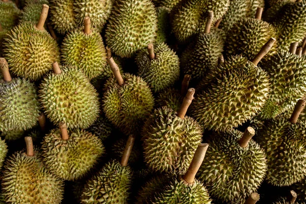 Mevsimlik Durian, Çin 'e ihraç edilmek üzere tüccarlara satılıyor..