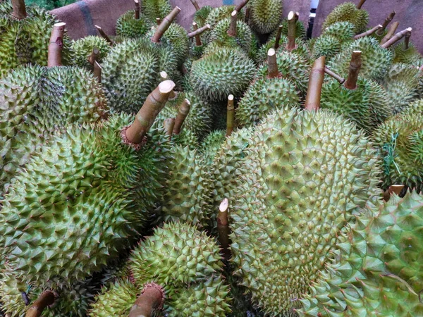 Mevsimlik Durian, Çin 'e ihraç edilmek üzere tüccarlara satılıyor..