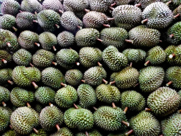 Durian Sazonal Está Sendo Vendido Aos Comerciantes Para Exportação Para — Fotografia de Stock