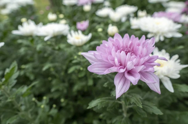 Rosa blommor krysantemum i trädgården Odlas för försäljning och för — Stockfoto