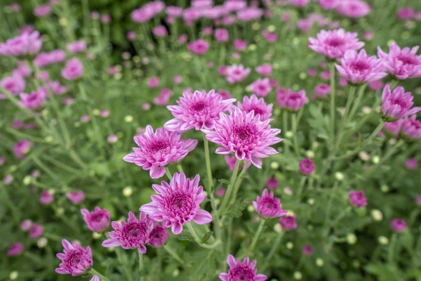 Bahçede yetişen pembe çiçekli kasımpatı. Satılık ve satılık. 
