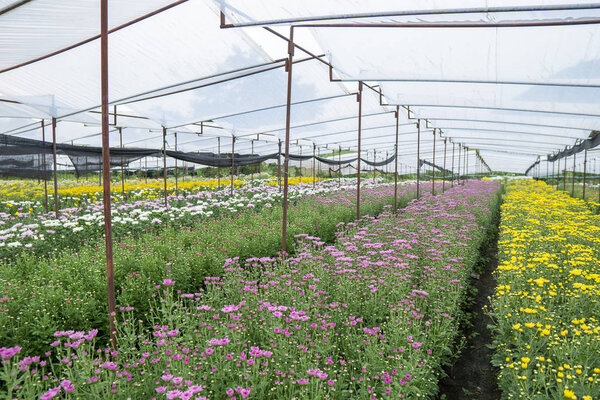 Many flowers chrysanthemum in the garden Grown for sale and for 