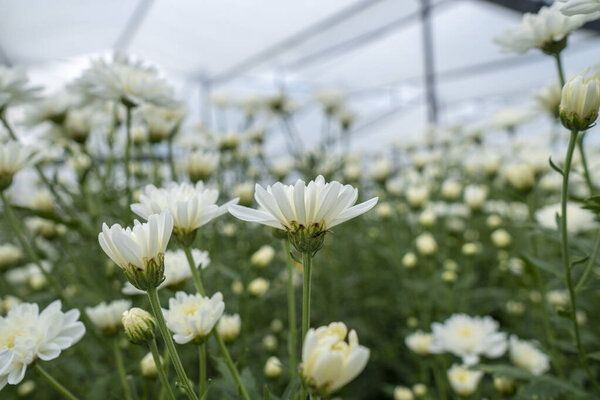 White flowers chrysanthemum in the garden Grown for sale and for