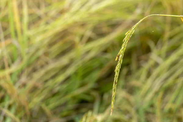 Bauernohr aus Reis im warmen Licht der Eveni eingefangen — Stockfoto