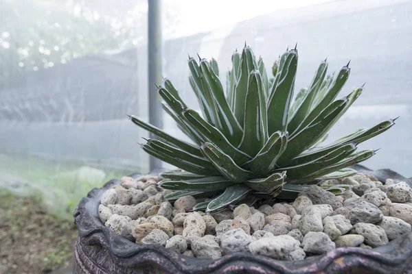 Agave Egy Sziklán Egy Edényben — Stock Fotó