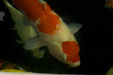 Siyah arka planda Japon suşisi.