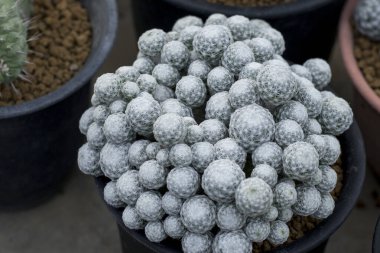 mammillaria vetula sssp gracilis