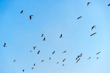 Mavi gökyüzünde uçan bir kuş sürüsü.