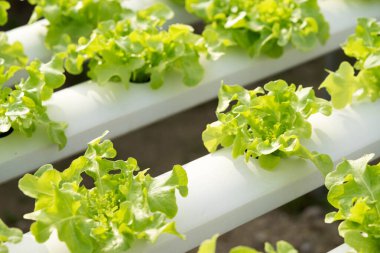 Yeşil meşe temiz ve güvenli hijyenik bir sebzedir.