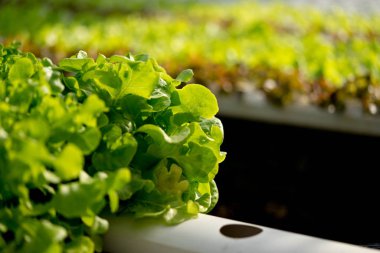 Yeşil meşe temiz ve güvenli hijyenik bir sebzedir.