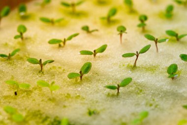 Fidling Green Oak temiz ve güvenli hijyenik bir sebzedir.