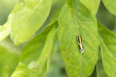 Haşere yiyen sebze. Kelebek için solucan.