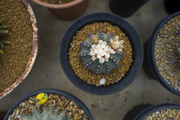 Zbliżenie Astrophytum Asterias — Zdjęcie stockowe