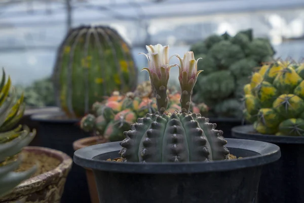 Astrophytum asteriaslarını kapat
