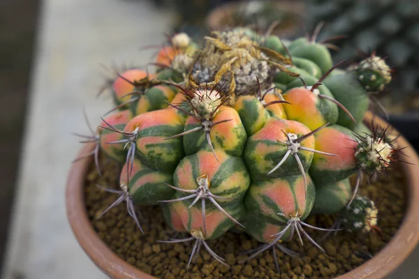 ใกล Coryphantha Elephantidens — ภาพถ่ายสต็อก