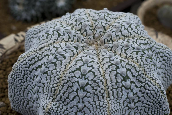 Cactus Astrophytum Asterias Hanazono Super Kabuto —  Fotos de Stock