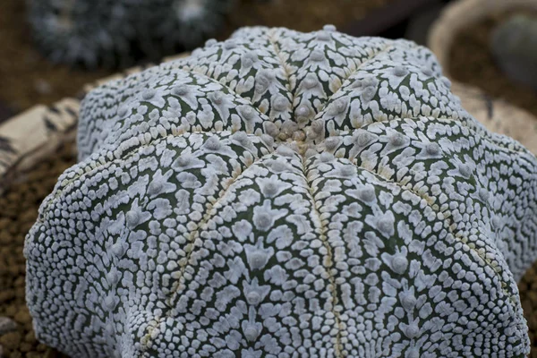 Kaktüs Astrophytum asterias Hanazono Süper Kabuto