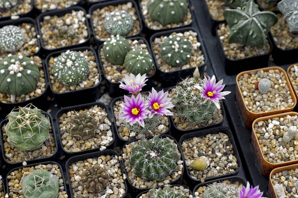 Widok Góry Haworthia Maughanii Hybryda — Zdjęcie stockowe