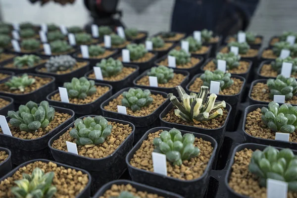 Haworthia Caberi Pilifera และ Haworthia Maugh — ภาพถ่ายสต็อก