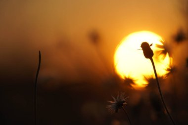 Yolun kenarında çimen olan gün batımı turuncu ışığı.