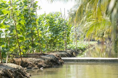 Çiftçiler etrafını kazılan kanalın suyunu kullanarak sebze yetiştiriyorlar. Su sistemlerini yönetmek kolay